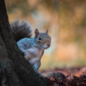 An eastern grey squirrel peeking around a dark tree trunk in autumn
