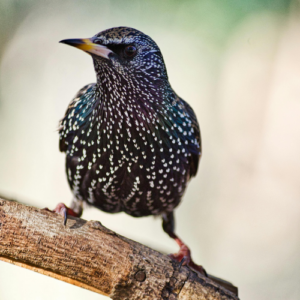 A European starling with iridescent speckled feathers perched on a wooden branch