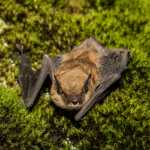 A small brown bat with open wings resting on a bed of green moss