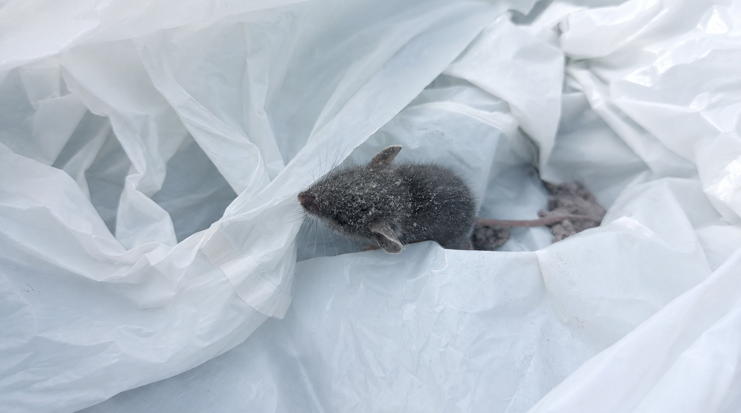 A dusty grey house mouse nesting inside crumpled white construction plastic sheeting