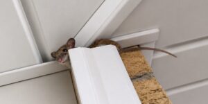 A small brown mouse peeking out from an entry gap behind white exterior house trim
