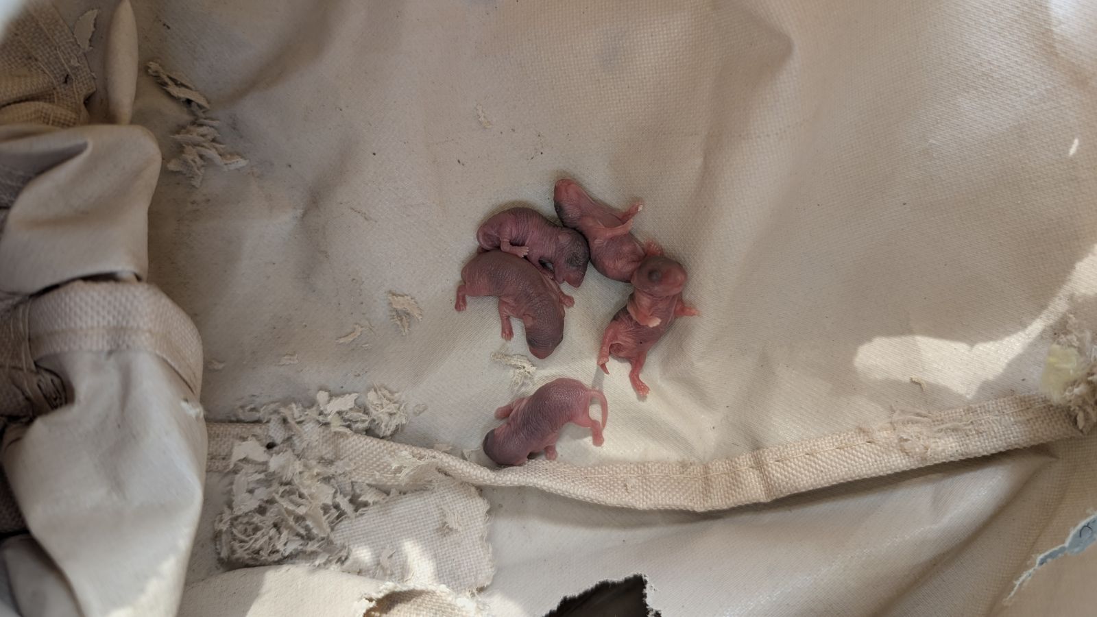 Five hairless pink baby mice huddled together inside a fabric nesting area during a humane wildlife removal