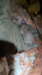 A newborn baby raccoon kit resting in a gloved hand inside an attic during a wildlife removal