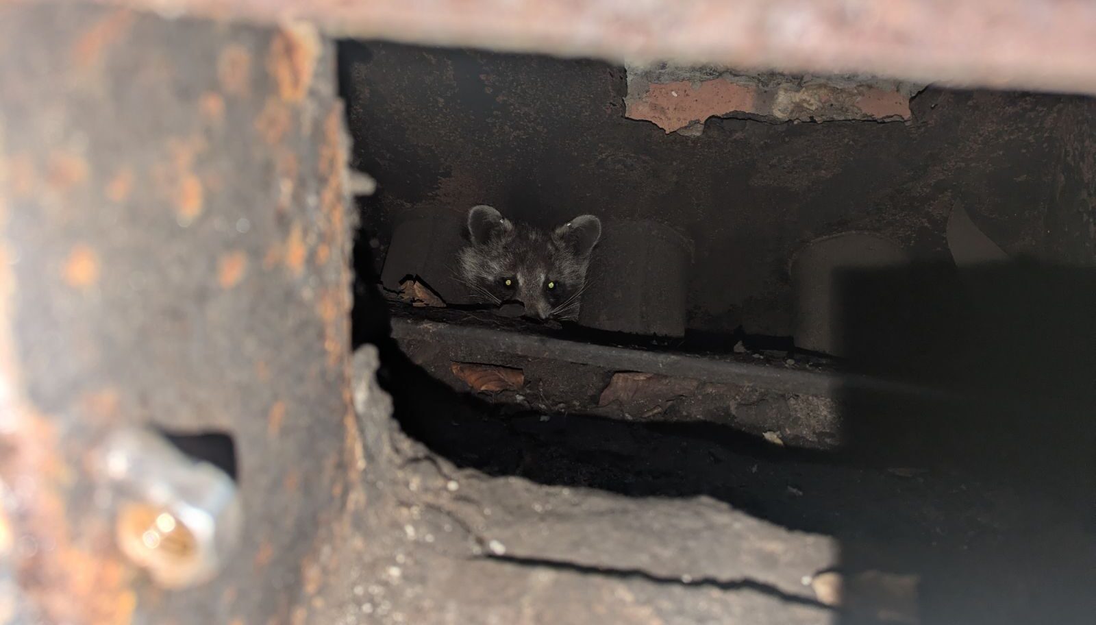 A raccoon peeking out from a dark gap within a rusted metal and brick home structure
