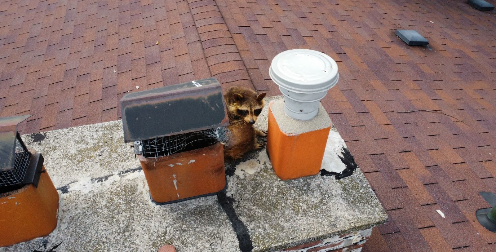 An adult raccoon sitting on a concrete chimney top next to a damaged metal chimney cap on a roof