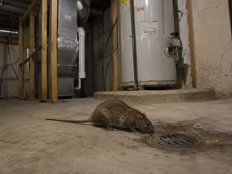 Rat-drawn-to-water-in-basement