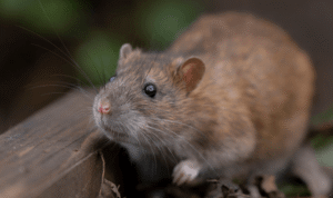 Rat in garden looking for nest