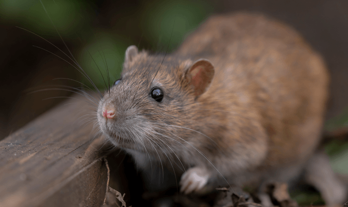 Rat in garden looking for nest