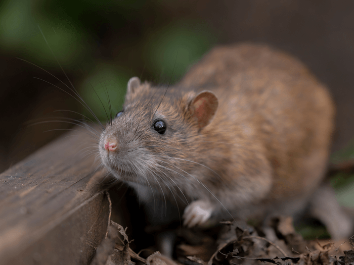 Rat in garden looking for nest