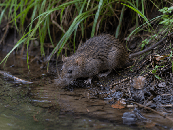 Rat in Nature