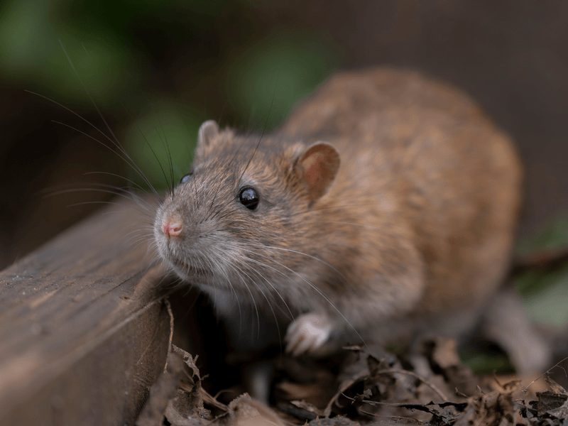 Rat removal