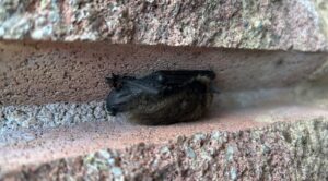 A small brown bat roosting horizontally inside a narrow horizontal mortar gap of a brick wall