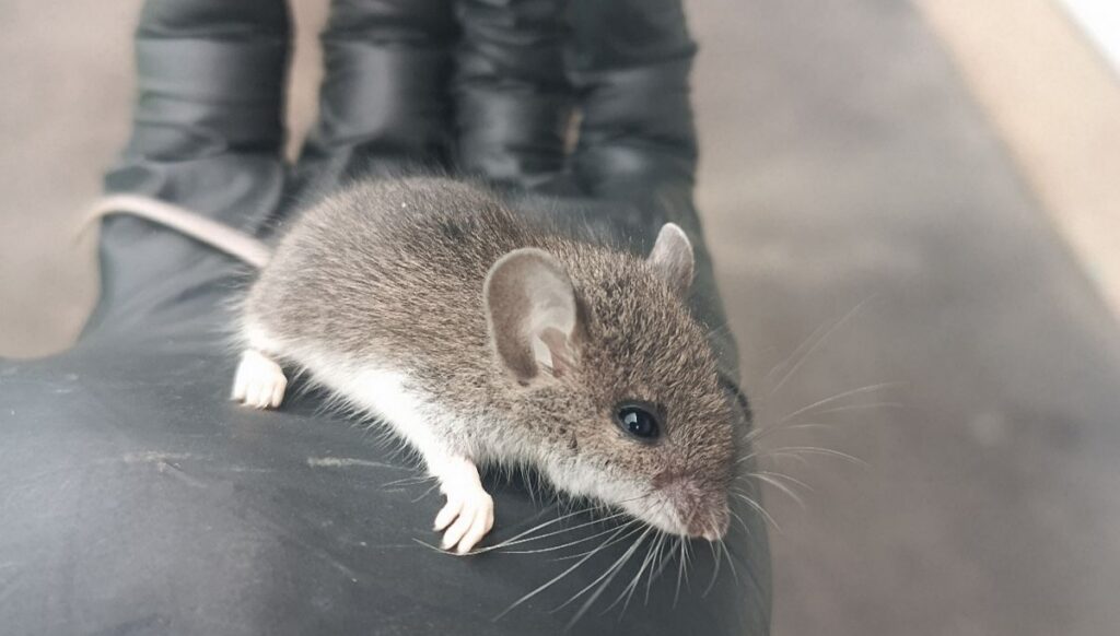 Small Mouse Held in Black Gloved Hand A small wild deer mouse resting on a hand wearing a black nitrile glove.