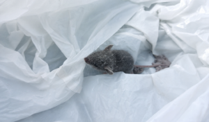 A small grey mouse nestled inside crumpled white plastic sheeting during home repairs