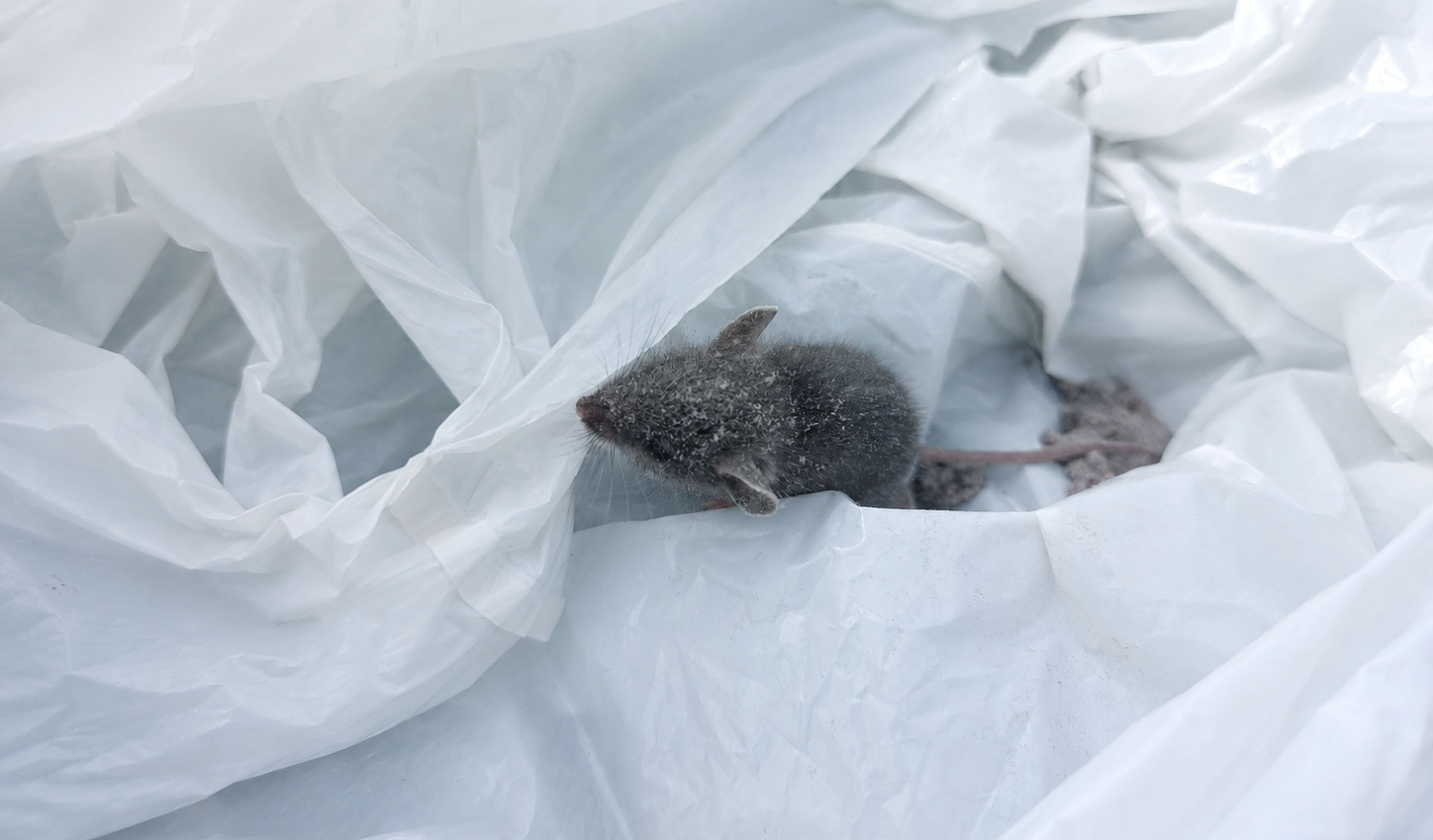 A small grey mouse nestled inside crumpled white plastic sheeting during home repairs