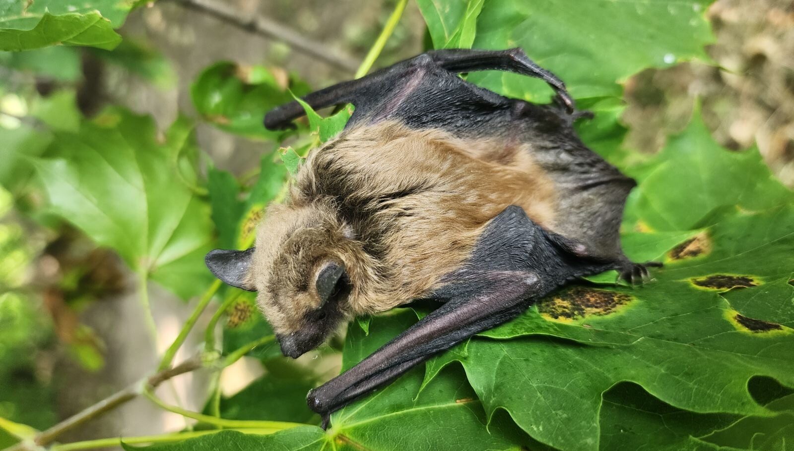 A small brown and black bat resting on bright green maple leaves