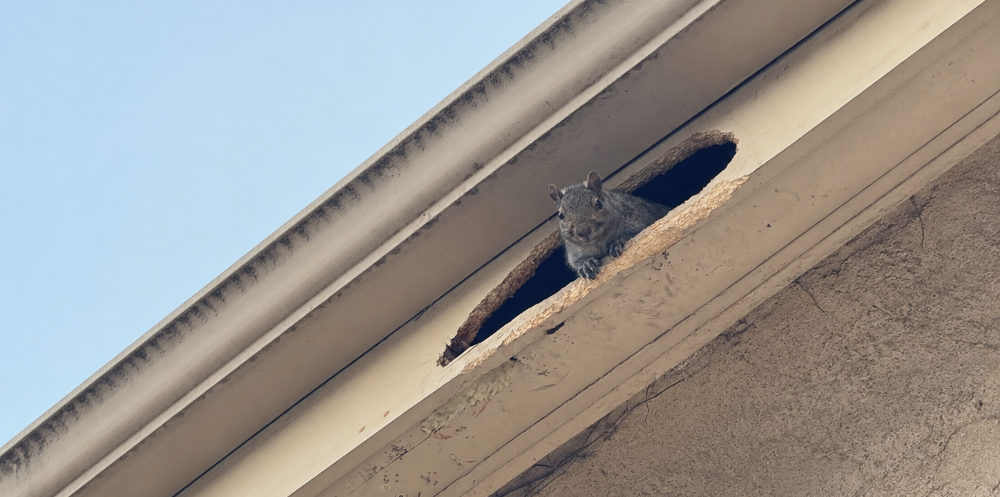 A grey squirrel peeking out from a large chewed entry hole in a home wooden soffit under the roofline