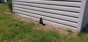 A small striped skunk exploring the ground gap along light grey vinyl siding on a backyard structure