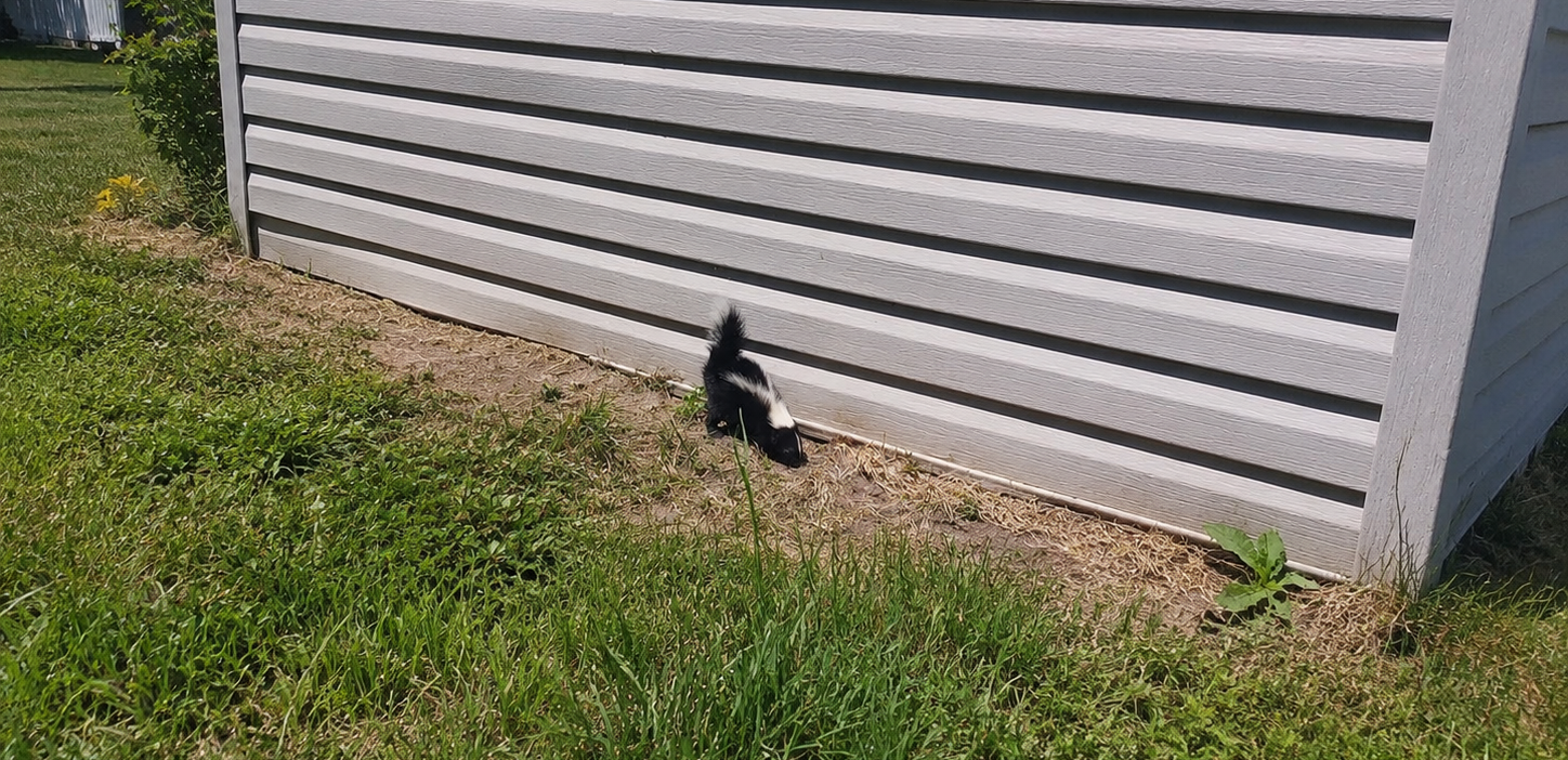 A small striped skunk exploring the ground gap along light grey vinyl siding on a backyard structure