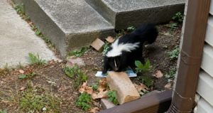 A striped skunk foraging in a dirt garden bed next to concrete steps and a house downspout