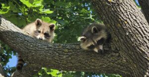 Two young raccoons peering down from a thick tree branch surrounded by green leaves