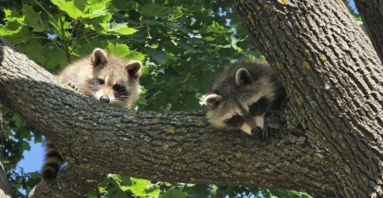 Two young raccoons peering down from a thick tree branch surrounded by green leaves