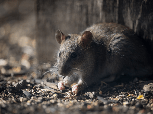 rat 3