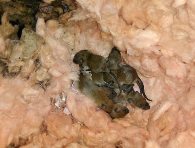 Baby rats before removal