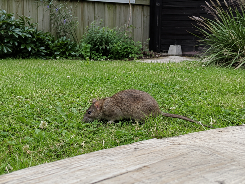 Skedaddle rat-in-the-backyard