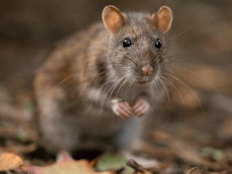 Skedaddle Rat Exclusion Site