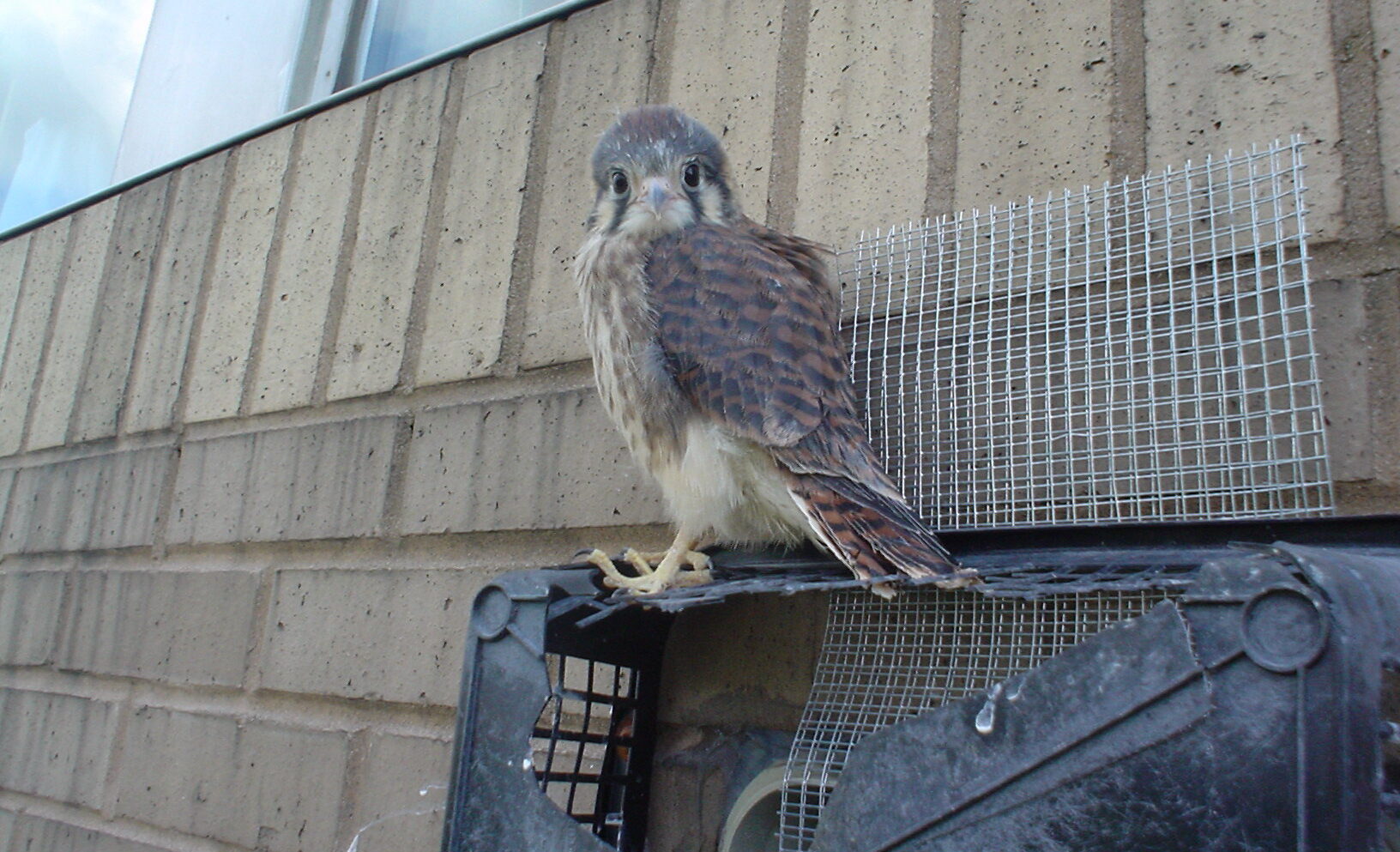 A small American kestrel falcon perched on a black vent cover against a beige brick building wall