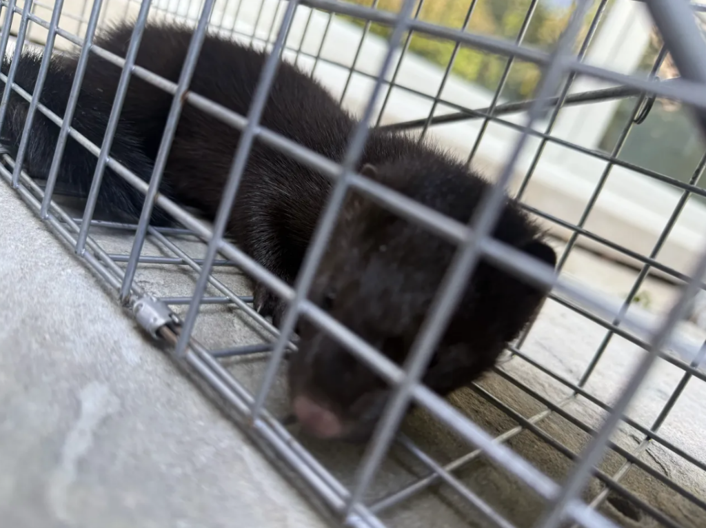 American Mink Safely Contained in Humane Cage Trap A dark brown American mink safely captured inside a metal wire humane live trap