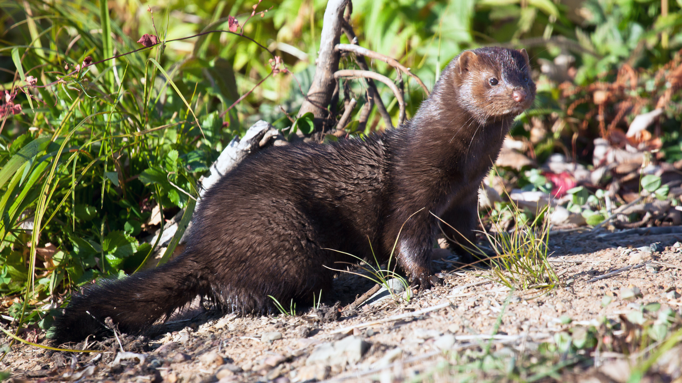 A sleek brown American mink standing alert on soil near green foliage and grass