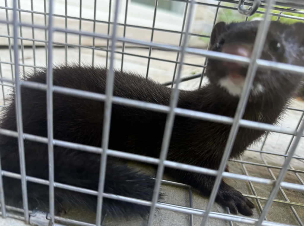 American Mink with White Chin Patch in Live Trap A dark brown American mink looking up through the wire grid of a metal live trap