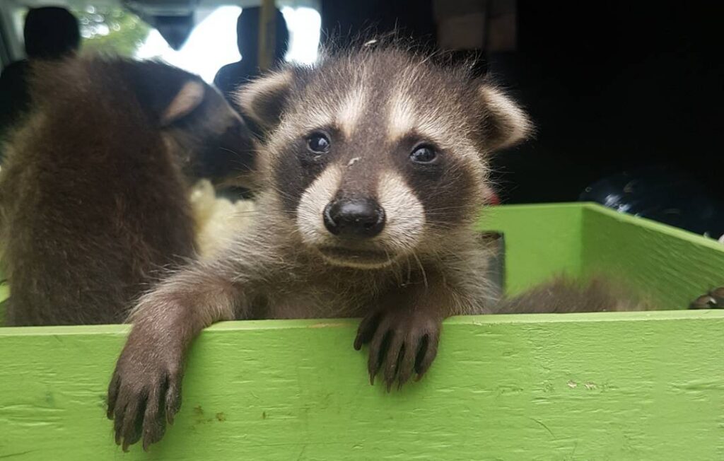 Baby Raccoon Kit Peeking Out of Transport Box A curious baby raccoon kit resting its paws on the edge of a bright green wooden transport box