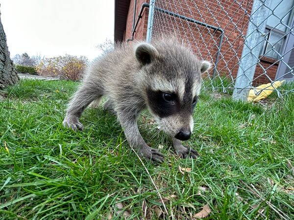 A baby raccoon walking near a Plymouth home &mdash; the kind of activity Skedaddle Minneapolis inspects for and permanently excludes.