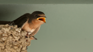 A juvenile barn swallow leaning over the edge of a mud nest with its beak wide open