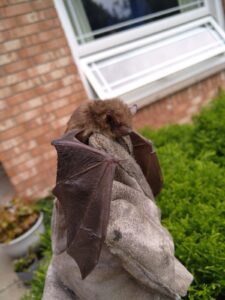 A small brown bat with open leathery wings resting on a heavy-duty suede work glove outside a house