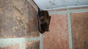 A small brown bat clinging to the corner of a red brick wall directly under a white soffit panel