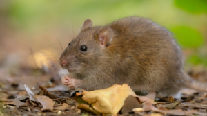 A brown rat sitting on the ground with its front paws raised while foraging among dry fallen leaves