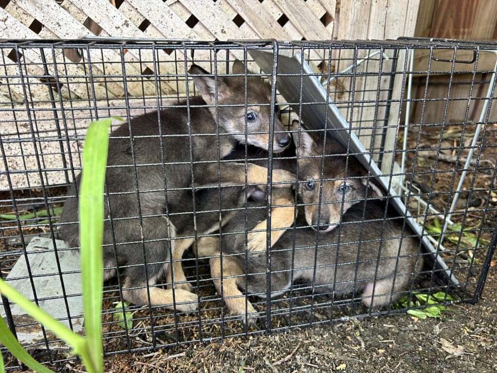 Young coyote pups huddled together safely inside a wire humane live trap outdoors near a wooden lattice fence