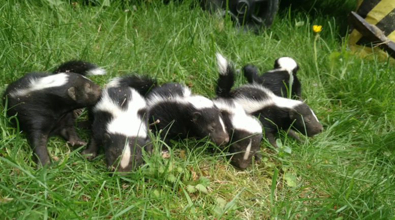 Litter of Rescued Baby Striped Skunk Kits on Grass A litter of five newborn striped skunk kits crawling together in green grass