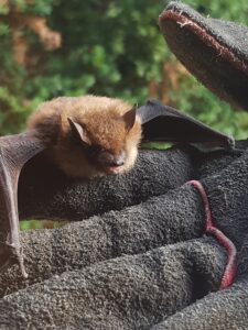 Little Brown Bat Resting on Protective Glove A small brown bat with open wings resting safely on a heavy-duty dark grey work glove