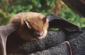 A small brown bat with open wings resting safely on a heavy-duty dark grey work glove