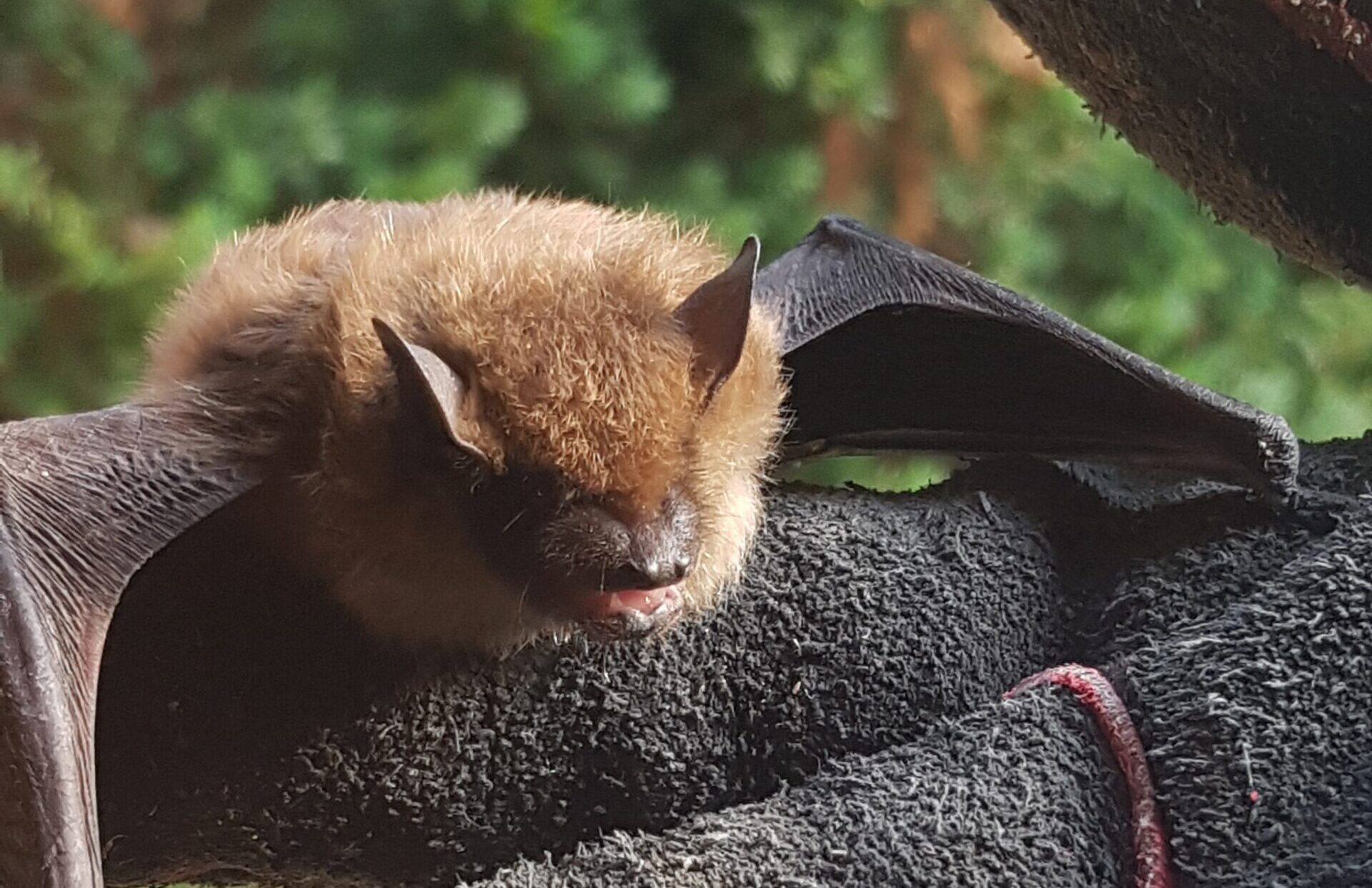 A small brown bat with open wings resting safely on a heavy-duty dark grey work glove