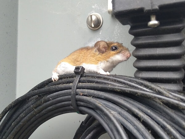 A house mouse perched on electrical wiring inside a Maple Grove attic &mdash; the kind of interior activity Skedaddle Minneapolis identifies and permanently excludes.