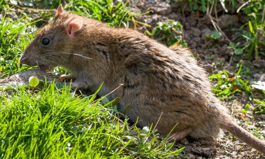 Rat outdoors on grass and soil