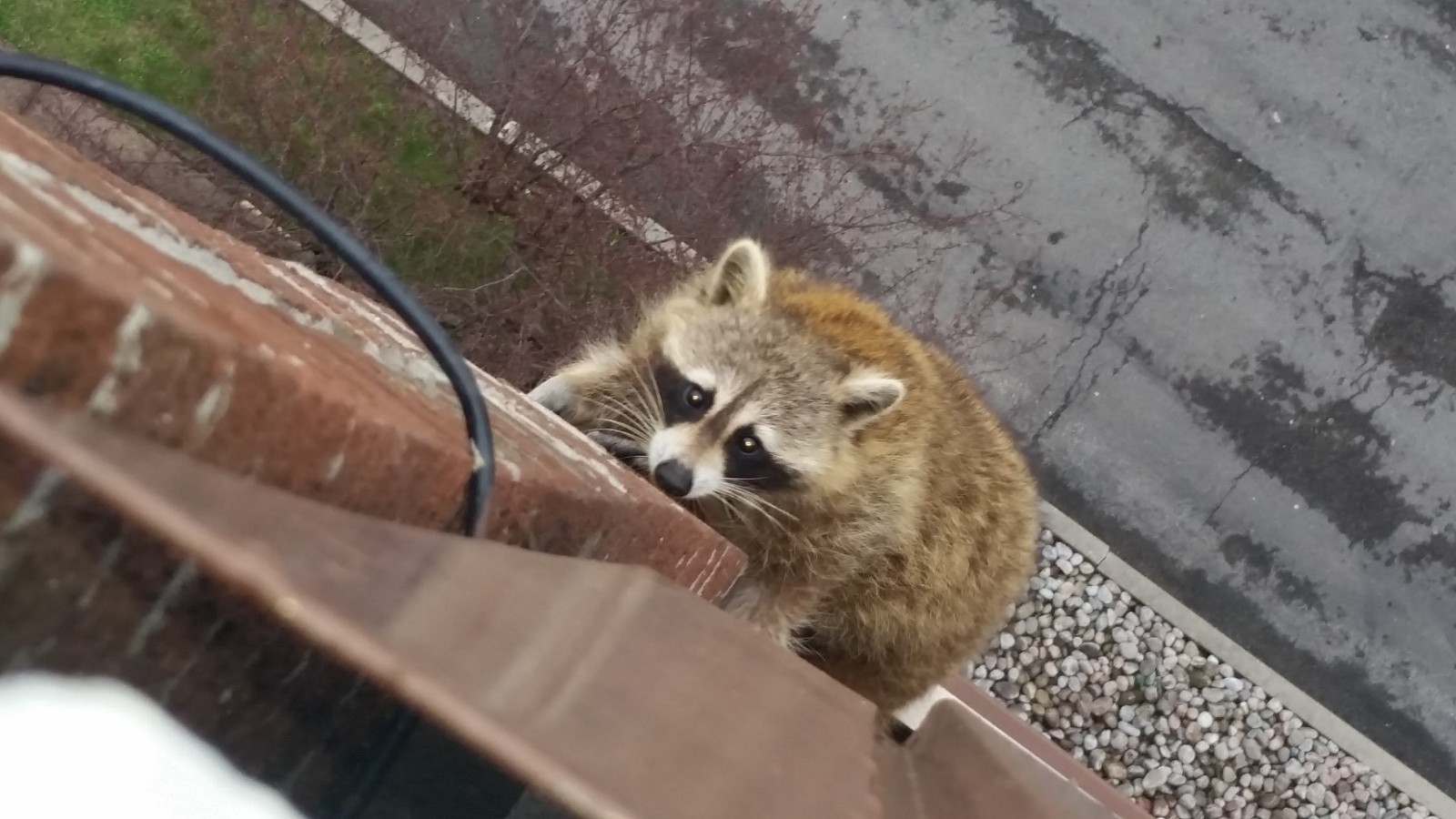 High-angle shot of a raccoon climbing up a brick wall near a residential roof overhang