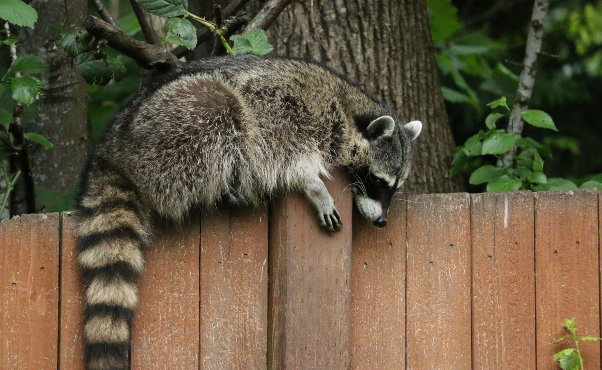 An adult raccoon resting draped across the top of a wooden backyard fence near tree foliage
