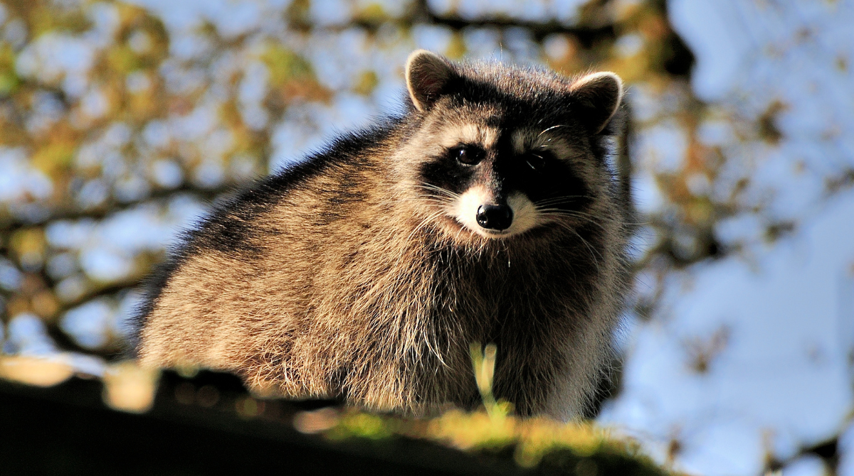 A fluffy adult raccoon looking down from the edge of a rooftop with trees in the background